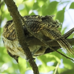 Eudynamys orientalis (Pacific Koel) at Fraser, ACT - 18 Feb 2023 by AlisonMilton