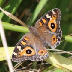 Junonia villida (Meadow Argus) at Namadgi National Park - 17 Feb 2023 by RodDeb