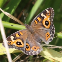 Junonia villida at Paddys River, ACT - 17 Feb 2023