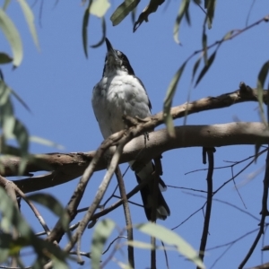 Cracticus torquatus at Fraser, ACT - 18 Feb 2023 10:31 AM