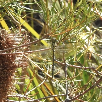 Hemicordulia tau (Tau Emerald) at Bundanoon, NSW - 27 Dec 2022 by GlossyGal