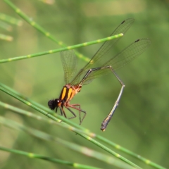 Nososticta solida (Orange Threadtail) at Greenway, ACT - 18 Feb 2023 by MatthewFrawley