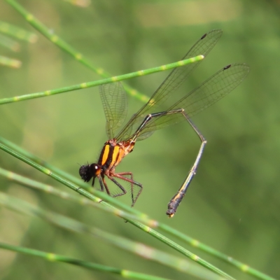Nososticta solida (Orange Threadtail) at Greenway, ACT - 18 Feb 2023 by MatthewFrawley