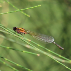 Nososticta solida at Greenway, ACT - 18 Feb 2023