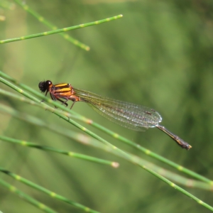 Nososticta solida at Greenway, ACT - 18 Feb 2023