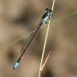 Ischnura heterosticta at Greenway, ACT - 18 Feb 2023