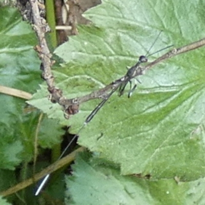 Gasteruption sp. (genus) (Gasteruptiid wasp) at Queanbeyan, NSW - 17 Feb 2023 by Paul4K