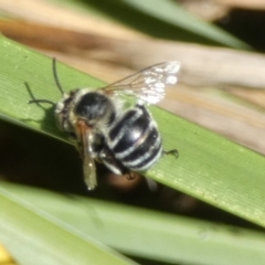 Amegilla sp. (genus) at Queanbeyan, NSW - suppressed