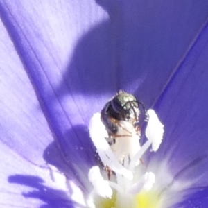 Lasioglossum (Homalictus) sp. (genus & subgenus) at Queanbeyan, NSW - 18 Feb 2023