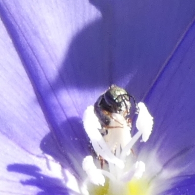 Lasioglossum (Homalictus) sp. (genus & subgenus) (Furrow Bee) at Queanbeyan, NSW - 17 Feb 2023 by Paul4K