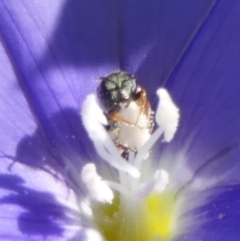 Lasioglossum (Homalictus) sp. (genus & subgenus) at Queanbeyan, NSW - 18 Feb 2023