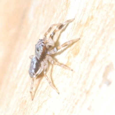 Arasia mollicoma (Flat-white Jumping Spider) at Bruce, ACT - 12 Feb 2023 by Harrisi