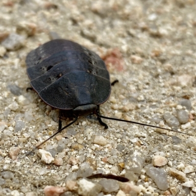 Polyzosteria aenea (Pink-tailed heath cockroach) at Mallacoota, VIC - 6 Feb 2023 by GlossyGal