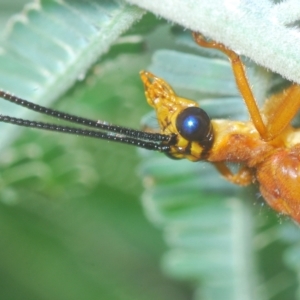 Nymphes myrmeleonoides at Pialligo, ACT - 15 Feb 2023