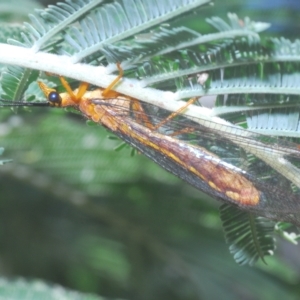 Nymphes myrmeleonoides at Pialligo, ACT - 15 Feb 2023