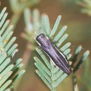 Agrilus hypoleucus at Bruce, ACT - 12 Feb 2023 02:38 PM