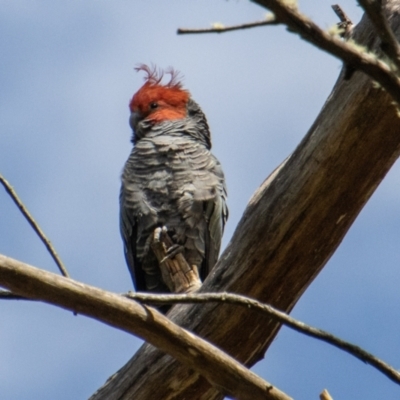 Callocephalon fimbriatum (Gang-gang Cockatoo) at Namadgi National Park - 17 Feb 2023 by SWishart