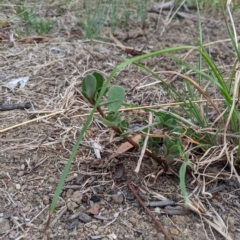 Portulaca oleracea (Pigweed, Purslane) at Higgins, ACT - 18 Feb 2023 by MattM