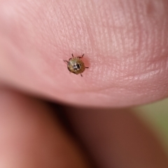 Pentatomidae (family) at Higgins, ACT - suppressed