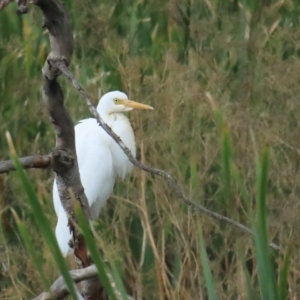 Ardea plumifera at Fyshwick, ACT - 18 Feb 2023 03:45 PM