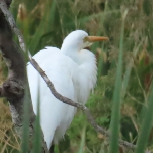 Ardea plumifera at Fyshwick, ACT - 18 Feb 2023 03:45 PM