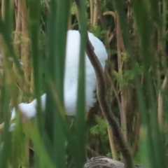 Ardea plumifera at Fyshwick, ACT - 18 Feb 2023 03:45 PM