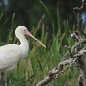 Platalea flavipes at Fyshwick, ACT - 18 Feb 2023 03:44 PM