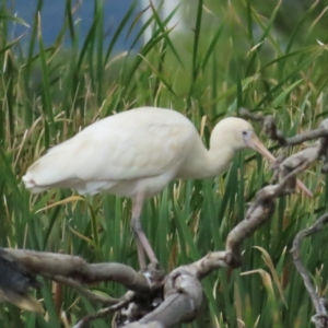 Platalea flavipes at Fyshwick, ACT - 18 Feb 2023