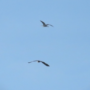 Ardea pacifica at Fyshwick, ACT - 18 Feb 2023 03:43 PM