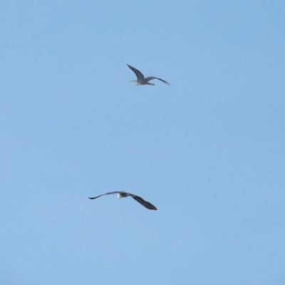 Ardea pacifica (White-necked Heron) at Fyshwick, ACT - 18 Feb 2023 by BenW