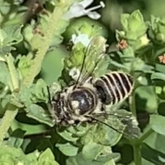 Megachile (Eutricharaea) serricauda (Leafcutter bee, Megachilid bee) at Dulwich Hill, NSW - 18 Feb 2023 by JudeWright