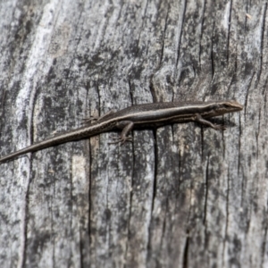 Pseudemoia spenceri at Cotter River, ACT - 17 Feb 2023 12:02 PM