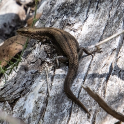 Pseudemoia entrecasteauxii (Woodland Tussock-skink) at Namadgi National Park - 17 Feb 2023 by SWishart