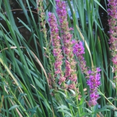 Lythrum salicaria at Greenway, ACT - 18 Feb 2023