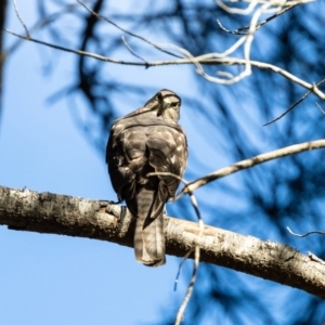 Accipiter cirrocephalus at Giralang, ACT - 20 Jan 2023