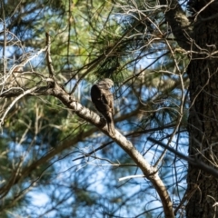 Accipiter cirrocephalus at Giralang, ACT - 20 Jan 2023