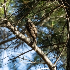 Accipiter cirrocephalus at Giralang, ACT - 20 Jan 2023