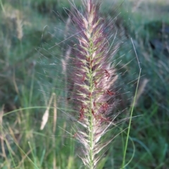 Cenchrus purpurascens (Swamp Foxtail) at Greenway, ACT - 18 Feb 2023 by MatthewFrawley