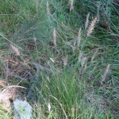 Cenchrus purpurascens at Greenway, ACT - 18 Feb 2023