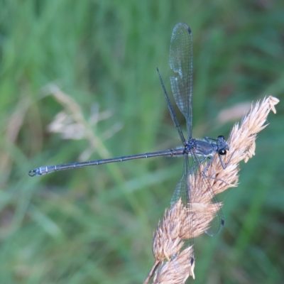 Austroargiolestes icteromelas (Common Flatwing) at Greenway, ACT - 18 Feb 2023 by MatthewFrawley