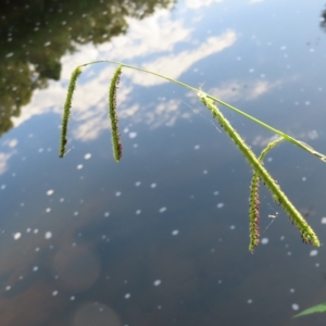 Paspalum dilatatum at Greenway, ACT - 18 Feb 2023