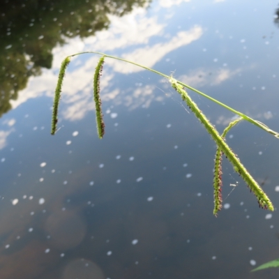 Paspalum dilatatum (Paspalum) at Greenway, ACT - 18 Feb 2023 by MatthewFrawley
