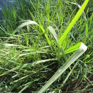 Paspalum dilatatum at Greenway, ACT - 18 Feb 2023