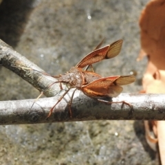 Poecilometis sp. (genus) (A Gum Tree Shield Bug) at Bowral, NSW - 17 Feb 2023 by GlossyGal