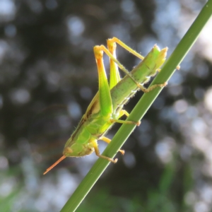 Caledia captiva at Greenway, ACT - 18 Feb 2023