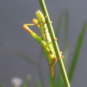 Caledia captiva at Greenway, ACT - 18 Feb 2023