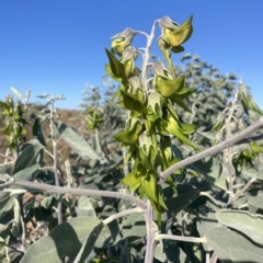 Crotalaria cunninghamii (Birdflower) at Port Hedland, WA - 21 Jul 2022 by MattM