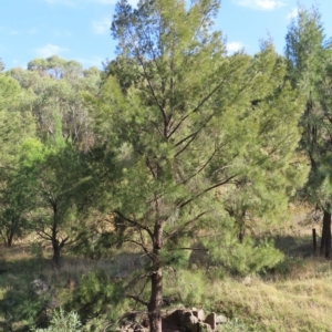 Casuarina cunninghamiana subsp. cunninghamiana at Greenway, ACT - 18 Feb 2023 09:17 AM