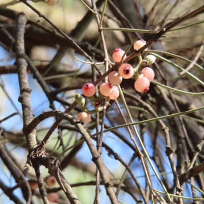 Amyema cambagei (Sheoak Mistletoe) at Greenway, ACT - 17 Feb 2023 by MatthewFrawley