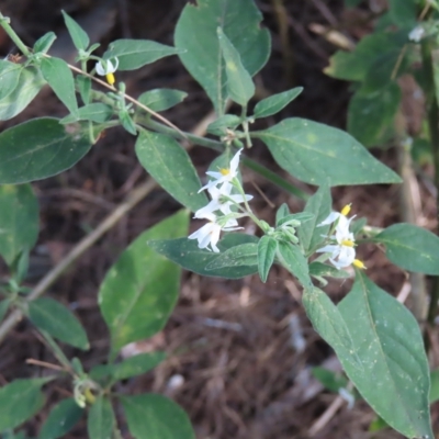 Solanum chenopodioides (Whitetip Nightshade) at Greenway, ACT - 18 Feb 2023 by MatthewFrawley